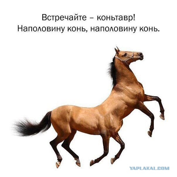 Картинки ИЗ сети