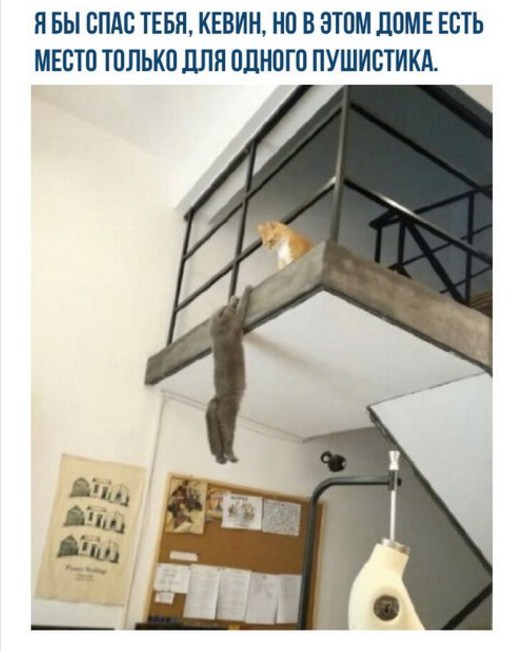 49 забавных картинок