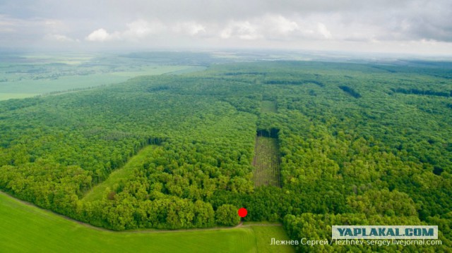 Как вырубают Корочанский лес в Белгородской области