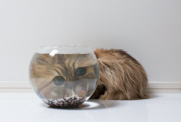 Осеннему котовторнику быть!