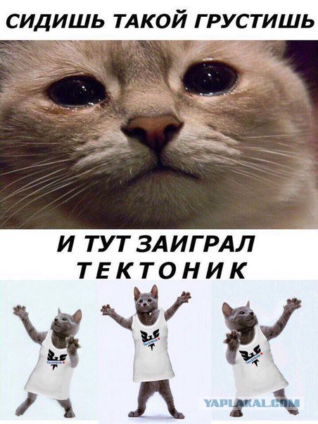 100 картинок для поднятия настроения!