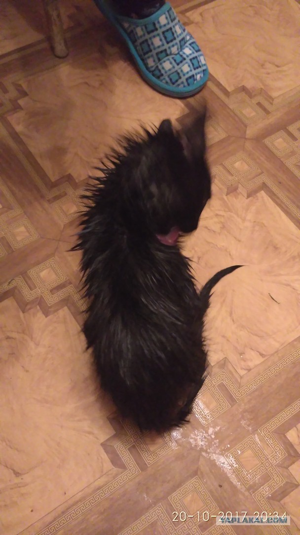 Котовторник 24.10.2017