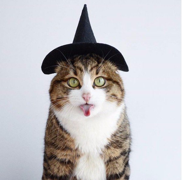 Коты и Кошки