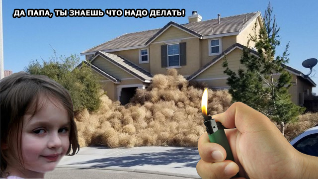 Кому что - а у них перекати поле