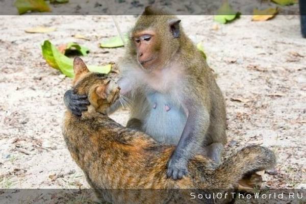 Кот без прикрас