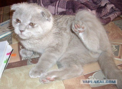 Котовторник на ЯПлакалъ (20.05.08), прикольные коты, добавляем свои!