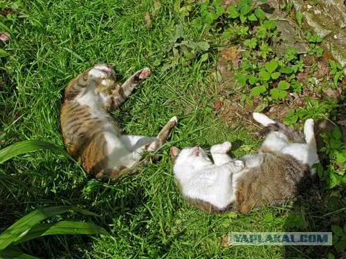 Котовторник 27 июля: лучше сидеть лежа!