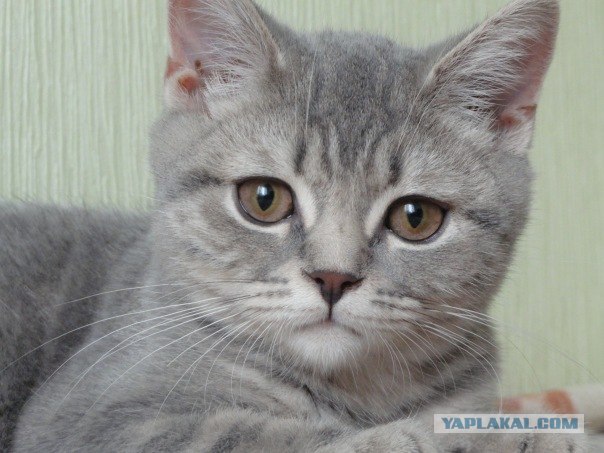 Котовторник. А как же?!