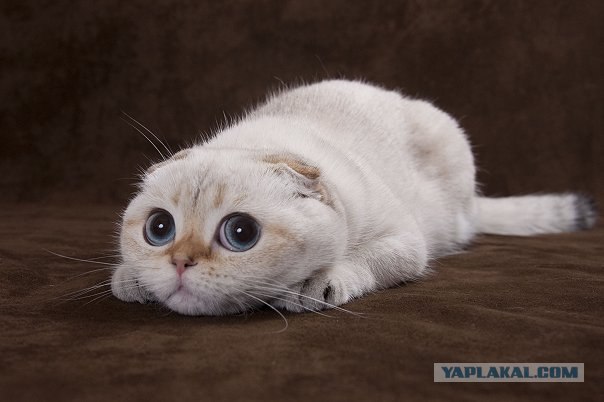 Ядовитый кот