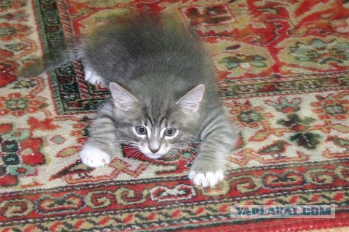 Котовторник, для любителей кошек