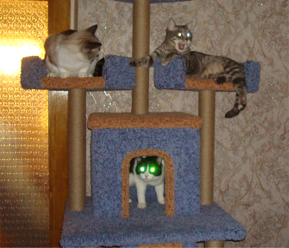Профессиональный котовторник