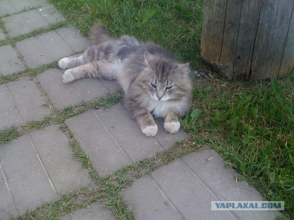 Котовторник так котовторник!