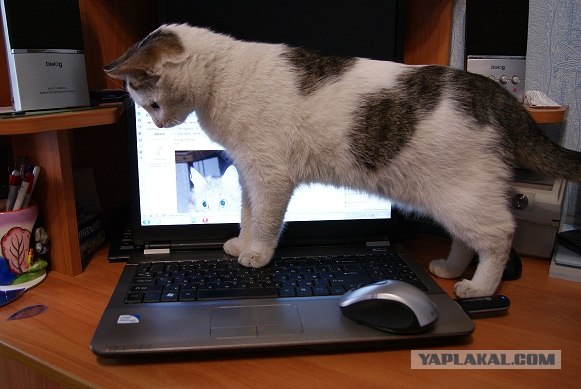 КОТОВТОРНИК (6.03.2012)