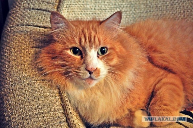 Котовторник! 13.03.2012