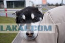 Собакочетверг