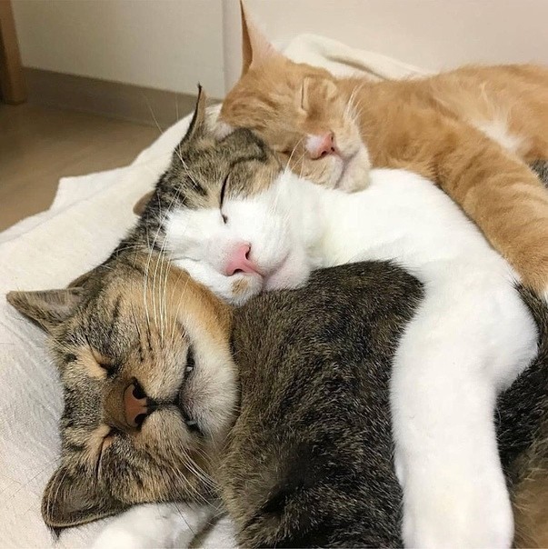 Прикольных котов пост