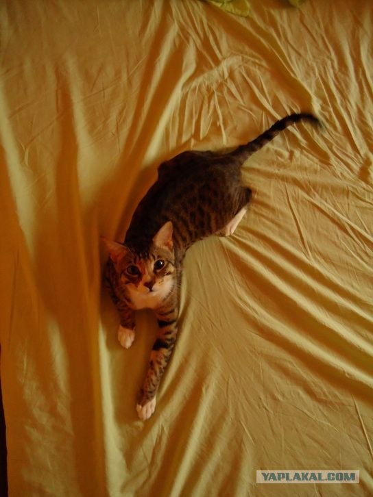 Котовторник 10.04.2012