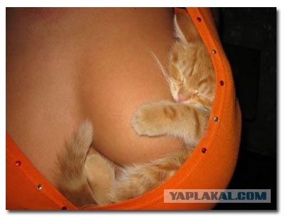 Котовторник  21.08.12