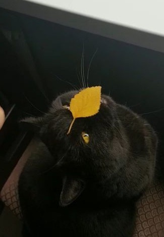 Бесконечное удовольствие