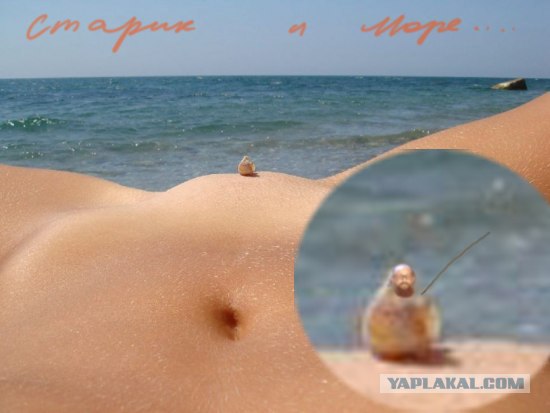 Ракушка и море