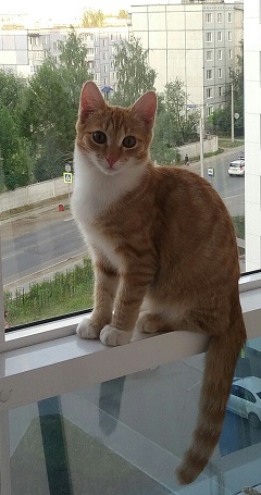 Большие коты - очень круты!