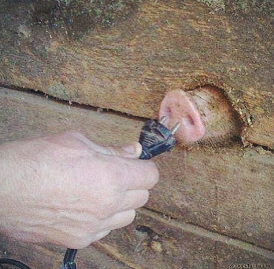 Федя, дичь!