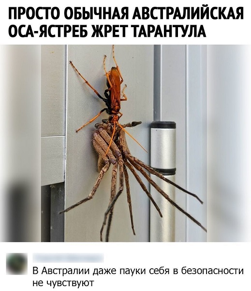В Австралии огромный крокодил выполз на пляж и съел двух акул