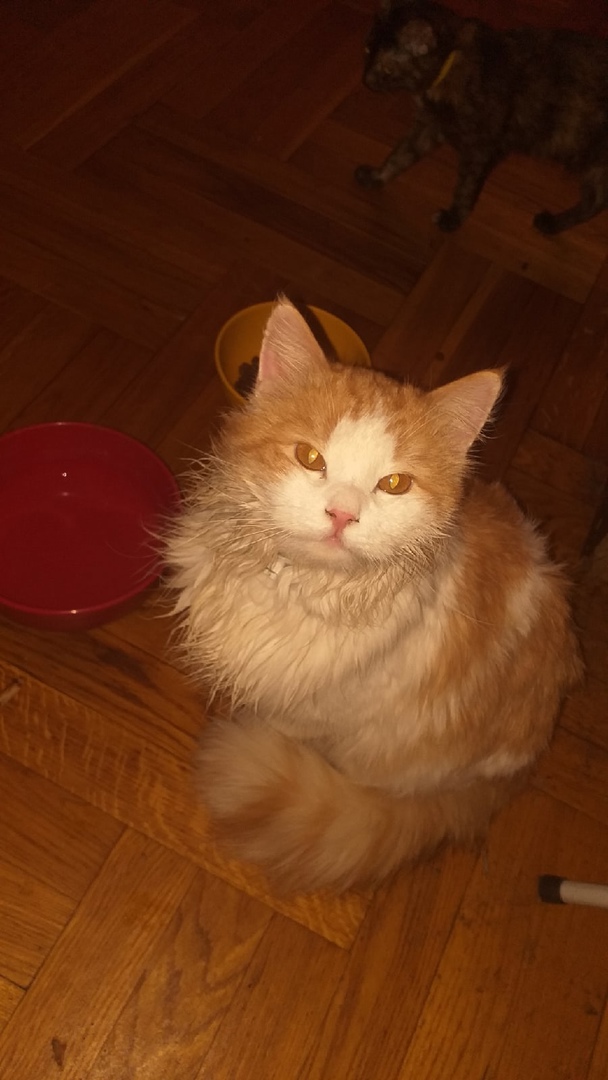 Котовторнику быть!