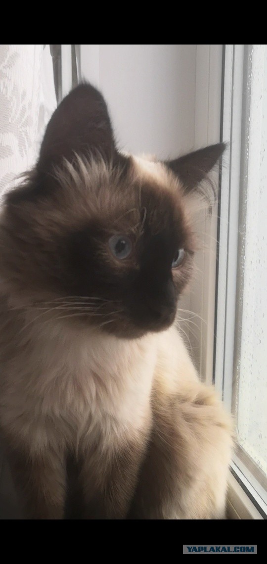 Хоба! Котовторник!