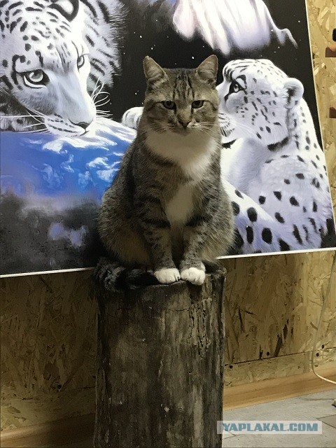 Котовторник. Поговорим о кличках, друзья