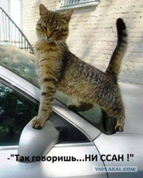 Девушки котовторника