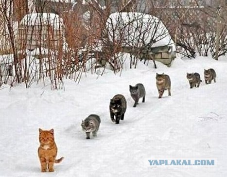 Из Новодевичьего монастыря выгоняют котов