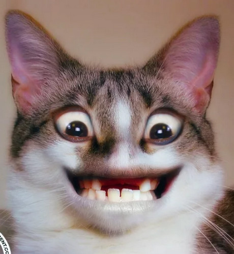 Коты, кругом одни коты ☺