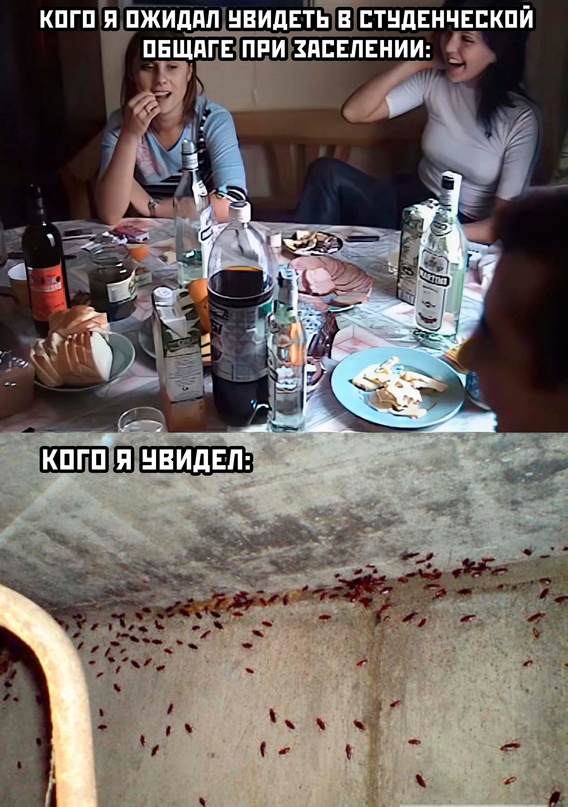 Весёлый полтишок 08.09.22