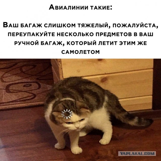 Весёлый полтишок 17.01.23