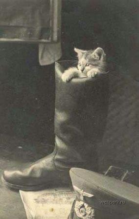 Кот из Кабула