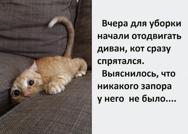 Жизнь домашнего приюта "Котоленд" 412