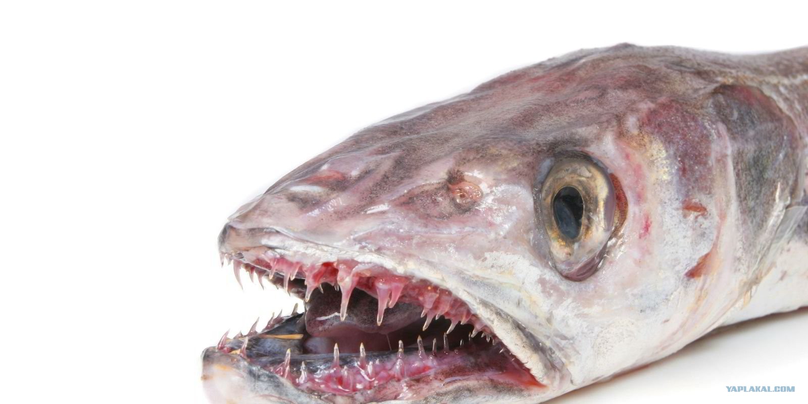 Рыба которая продается без головы страшная. Морской хек. Почему продается без головы. Почему рыба продается без головы. Мерлуза рыба.