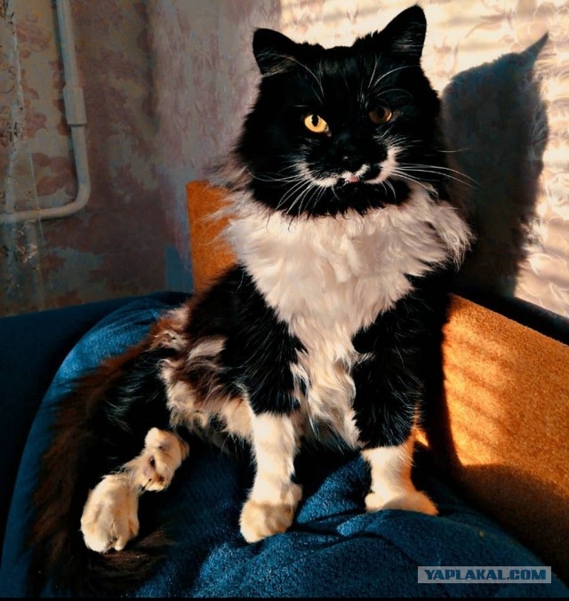 Всех с котовторником