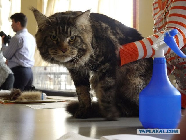 Немного о  Мейн Куне.