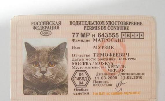 Друзья нужна помощь. С котом.