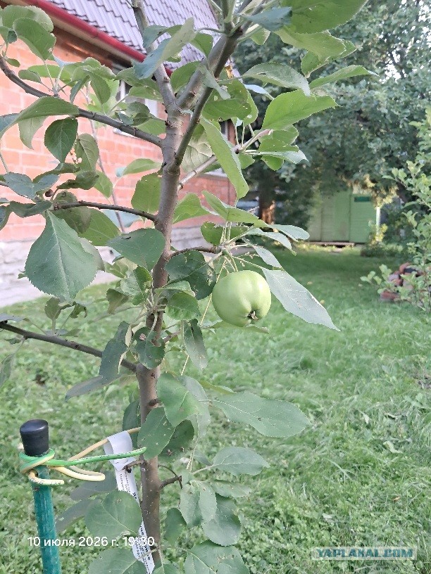 Про яблоки. Мать их за ногу!