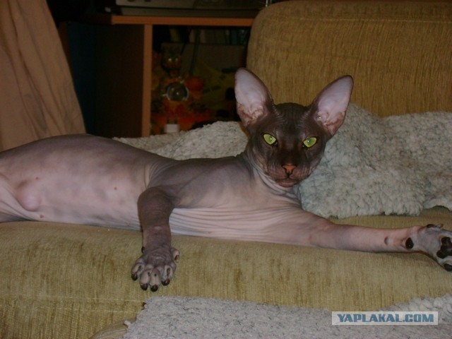 Невыразительные коты