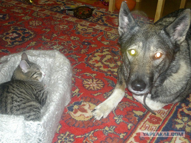 Котовторник 30.09.2014