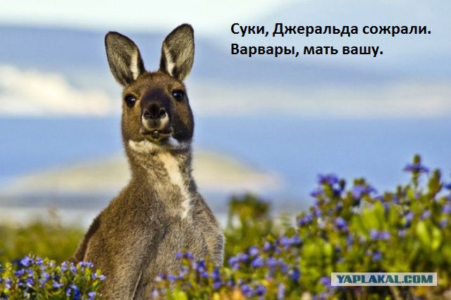 Ел кто ни будь?