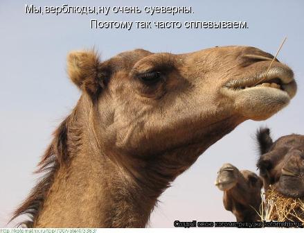 Мой кот. Без политики