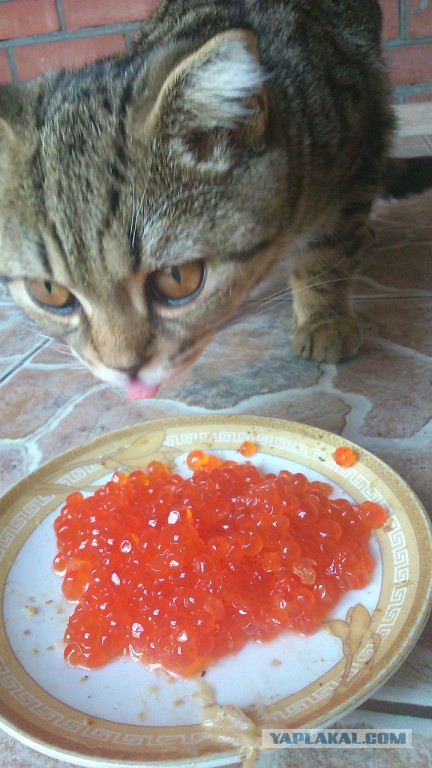 Котовторник 20.01.2015