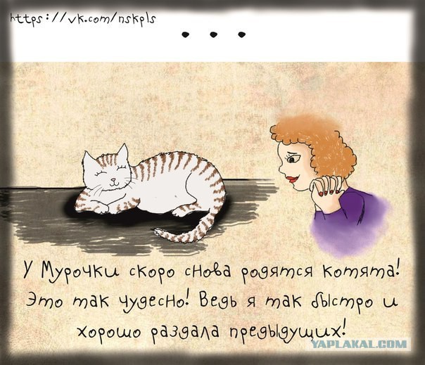Кастрация кошек и котов