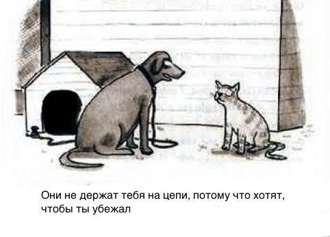 Картинок пачка