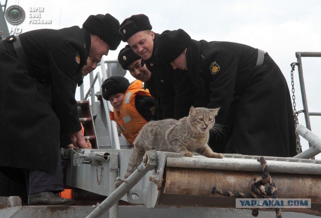 Корабельные коты: суровые и пушистые